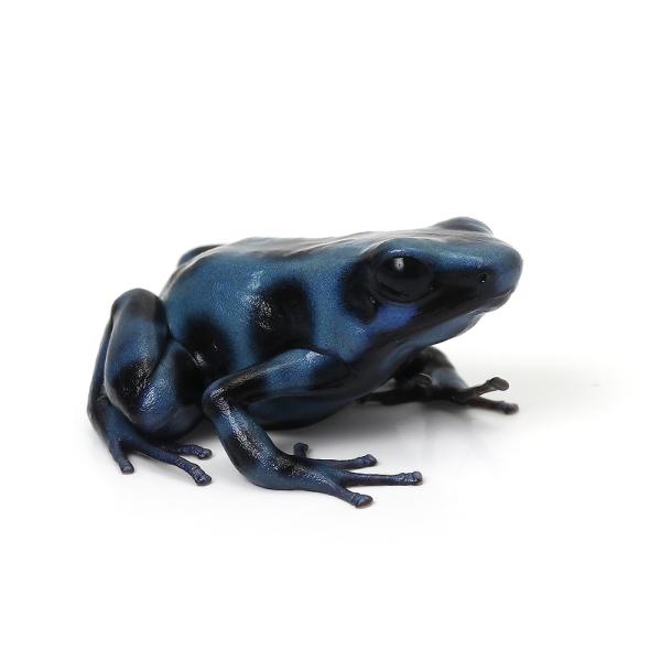 PF_SPQ　カエル　生体　_hachu　sfset　Dendrobatidae　オタマ　両生　両爬生体　亀・爬虫類カエル　amp_Frog　amp_Land_Frog　terra_seitai　kokuubinn_ng　frog_ydk　...