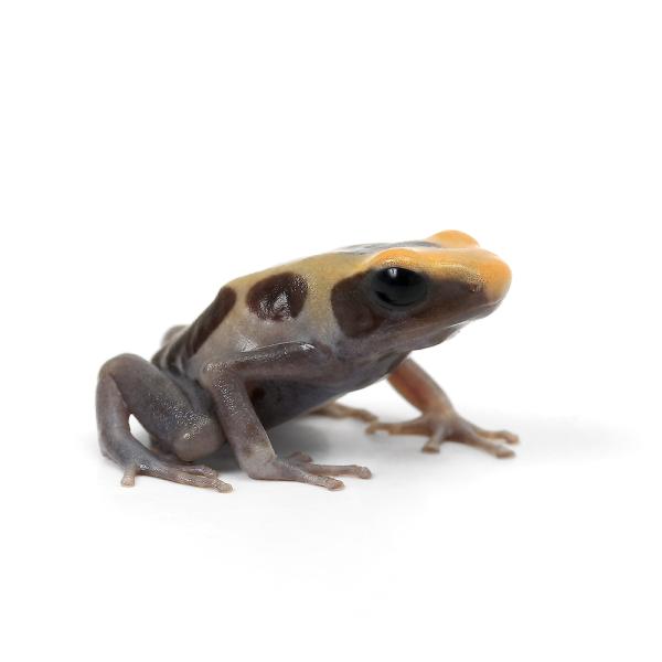 PF_SPQ　_hachu　sfset　Dendrobatidae　カエル　オタマ　両生　両爬生体　亀・爬虫類カエル　amp_Frog　amp_Land_Frog　terra_seitai　kokuubinn_ng　reptile_data...