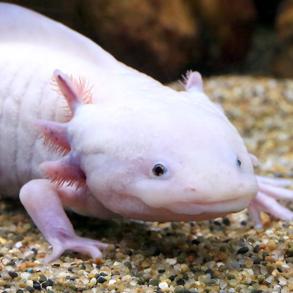 PF_SPQ 　亀・爬虫類　生体　イモリ／サラマンダー　ウパ　大きい　おおきい　ビッグ　大きいウーパー　ウーパールーパー　リューシスティック　白　黒目　１匹　ウーパールーパー各種　Urodela　熱帯魚・エビ他　ザリガニ・その他　両爬　20...