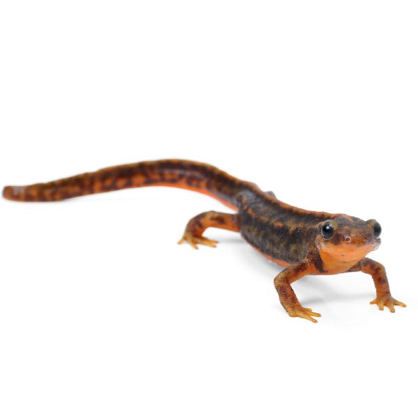 PF_SPQ　熱帯魚・エビ他　ザリガニ・その他生体　両爬生体　亀・爬虫類イモリ　アマミ　奄美　奄美シリケン　奄美シリケンイモリ　綺麗　キレイ　一点物イモリ　有尾類　色彩変異　▼アマミシリケンイモリ　両生類生体　20260109　y26m01...