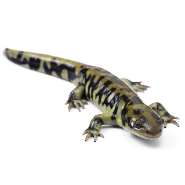 PF_SPQ　sfset　_hachu　Urodela　Ambystomatidae　両爬生体　亀・爬虫類サラマンダー　有尾類　イモリ　タイガーサラマンダー　オビタイガーサラマンダー　2026zenki　y26m01　tyamano