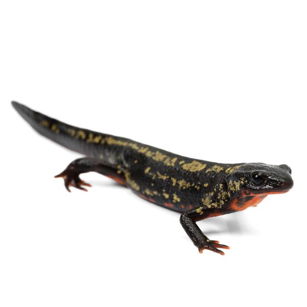 Urodela　熱帯魚・エビ他　ザリガニ・その他生体　両爬生体　amp_Newt　オキナワシリケンイモリ　terra_seitai　kokuubinn_ng　爬虫類　いってんもの　金箔オキナワシリケンイモリ　金箔　金　シリケン　オキナワシリ...