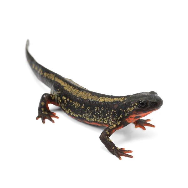 Urodela　熱帯魚・エビ他　ザリガニ・その他生体　両爬生体　amp_Newt　オキナワシリケンイモリ　terra_seitai　kokuubinn_ng　爬虫類　いってんもの　金箔オキナワシリケンイモリ　金箔　金　シリケン　オキナワシリ...