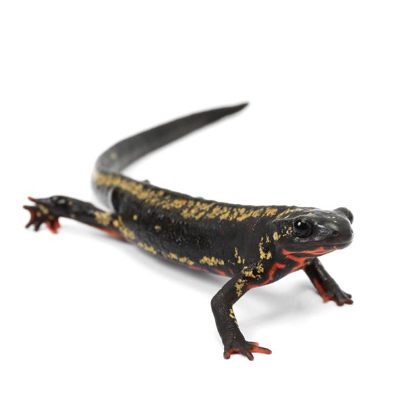 Urodela　熱帯魚・エビ他　ザリガニ・その他生体　両爬生体　amp_Newt　オキナワシリケンイモリ　terra_seitai　kokuubinn_ng　爬虫類　いってんもの　金箔オキナワシリケンイモリ　金箔　金　シリケン　オキナワシリ...