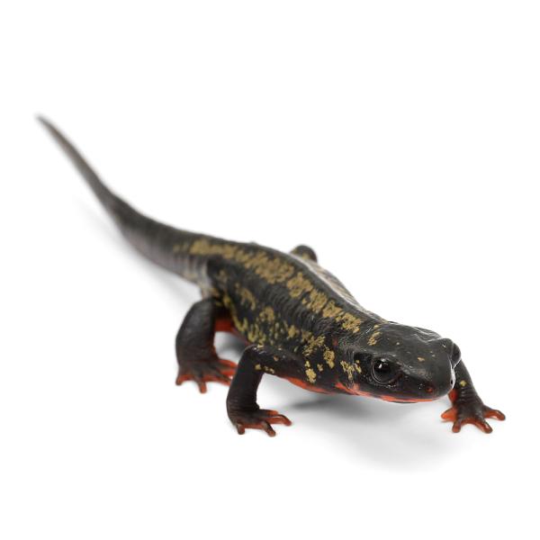 Urodela　熱帯魚・エビ他　ザリガニ・その他生体　両爬生体　amp_Newt　オキナワシリケンイモリ　terra_seitai　kokuubinn_ng　爬虫類　いってんもの　金箔オキナワシリケンイモリ　金箔　金　シリケン　オキナワシリ...