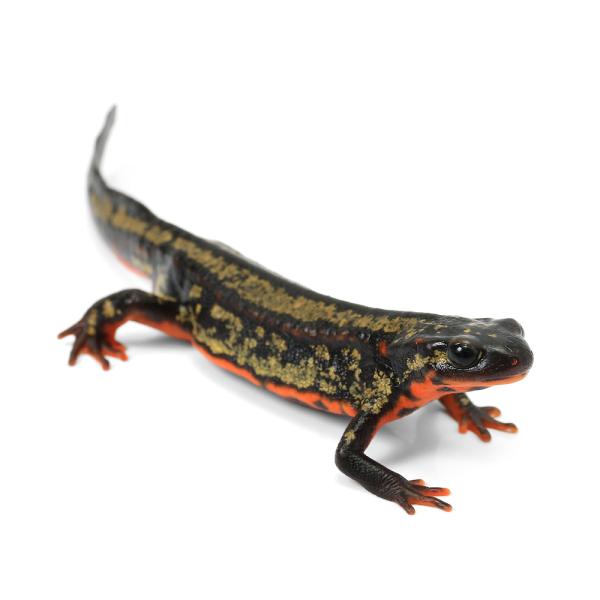 Urodela　熱帯魚・エビ他　ザリガニ・その他生体　両爬生体　amp_Newt　オキナワシリケンイモリ　terra_seitai　kokuubinn_ng　爬虫類　いってんもの　金箔オキナワシリケンイモリ　金箔　金　シリケン　オキナワシリ...