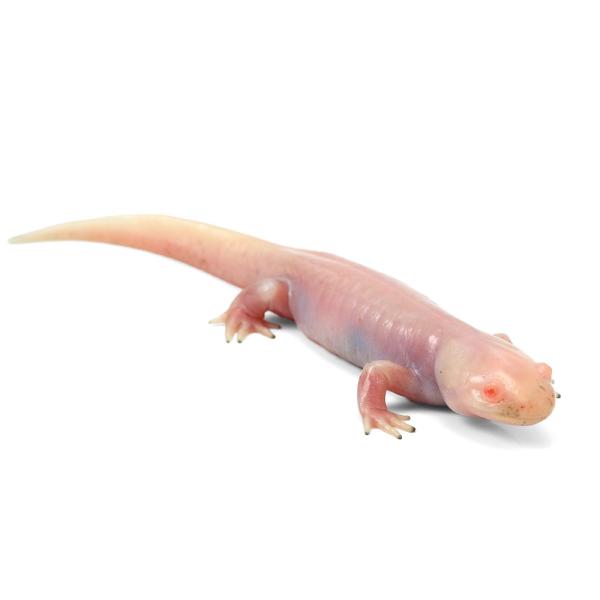 （両生類）一点物 トウブタイガーサラマンダー アルビノ ＣＢ個体 ８１１３８５（１匹）（全長約１４ｃｍ）