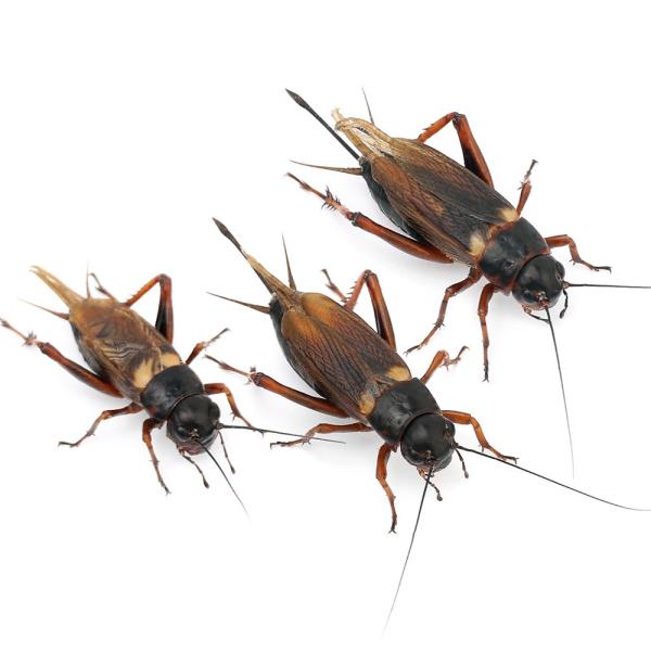 PF_SPQ　生き餌　えさ　アロワナ　大型魚エサ　爬虫類エサ　器具　餌/給餌器　生餌/ブライン　爬虫類生餌　活き餌　活餌　活きエサ　フタホシコオロギ　コオロギ　IKI在庫