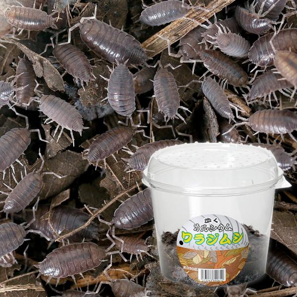 PF_SPQ　生き餌　えさ　爬虫類エサ　器具　餌／給餌器　生餌／ブライン　爬虫類生餌　ワラジムシ　fish_ikie　活き餌　活餌　活きエサ　repfoodcock　IKI在庫