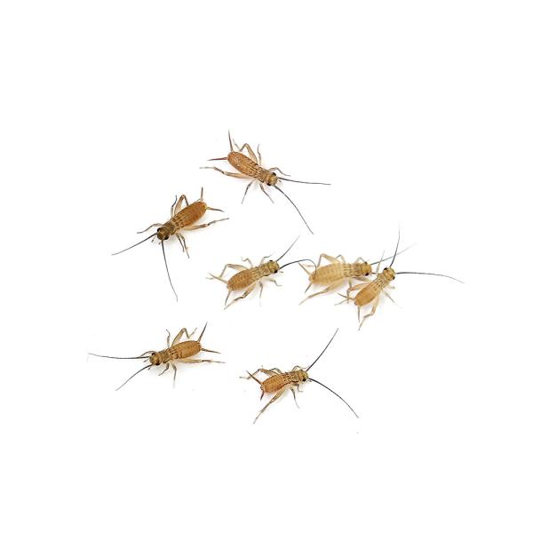 コオロギ　生き餌　えさ　アロワナ　大型魚エサ　爬虫類エサ　器具　餌　給餌器　生餌　ブライン　イエコＳＳ　爬虫類生餌　rep_cricket　minianimal　ＭＫ　fish_ikie　イエコ　ハウスクリケット　ヨーロッパコオロギ　活き餌...