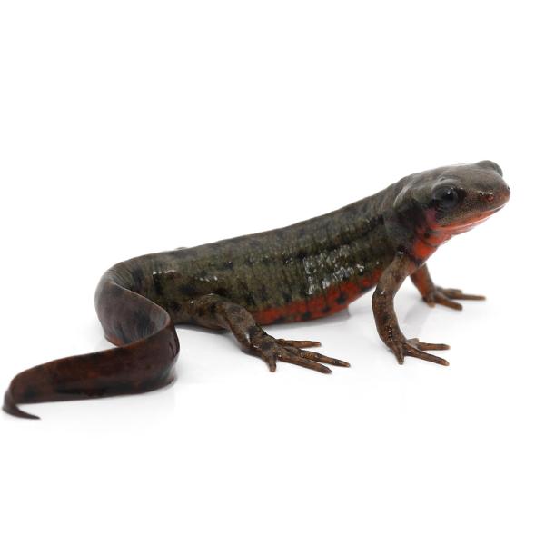 極美品【1点物】アカハライモリ① 8-9cm 50ml Amazon | EUHELOPA アカハライモリ フィギュア 蠑螈 有尾目