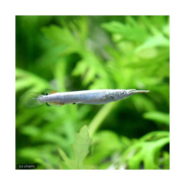 PF_SPQ　_aqua　熱帯魚・エビ他　その他の熱帯魚　その他の仲間　ゴールデン・デルモゲニー　３匹　fish_database　汽水魚　Ｄｅｒｍｏｇｅｎｙｓ　ｐｕｓｉｌｌｕｓ　20110318　MS　aqua_life201107　de...