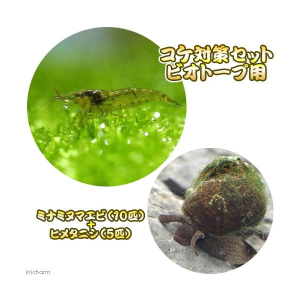 エビ 貝 コケ対策セット ビオトープ用 ミナミヌマエビ １０匹 ヒメタニシ ５匹 北海道 九州航空便要保温 チャーム Charm Paypayモール店 通販 Paypayモール