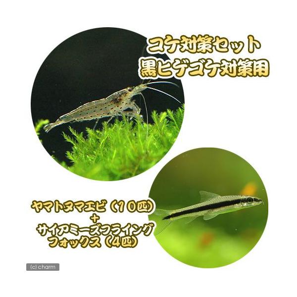 熱帯魚 エビ コケ対策セット 黒髭ゴケ対策 ヤマトヌマエビ １０匹 サイアミーズフライングフォックス ４匹 北海道 九州 沖縄航空便要保温 Buyee Buyee Japanese Proxy Service Buy From Japan Bot Online
