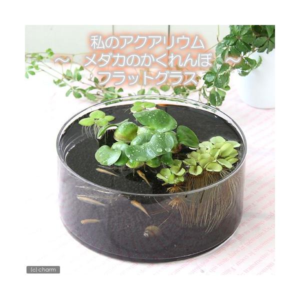 i߂j̃ANAE@`_Ĵځ`@tbgOXiaQT×gXj@t@Zbg@{Bl