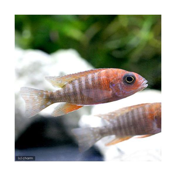 PF_SPQ　_aqua　熱帯魚・エビ他　シクリッド　種類で選ぶ　アフリカンシクリッド　レッド・ピーコックシクリッド　１匹　fish_database　アフリカ産　ビギナーにオススメ　Ａｕｌｏｎｏｃａｒａ　ｈａｎｓｂａｅｎｓｃｈｉ　ｖａｒ．...