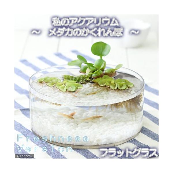 i߂jij̃ANAE`_Ĵځ@tbVlXo[W`@tbgOX@Zbg@{Bl