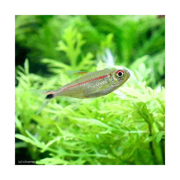 PF_SPQ　熱帯魚・エビ他　カラシン　テトラ等　南米産　小型種　ヘミグラムス系　ジャスティン・テトラ　１匹　fish_database　Ｈｅｍｉｇｒａｍｍｕｓ　Ｈｙｐｈｅｓｓｏｂｒｙｃｏｎ　ｓｐ．　rare_chara　20110429　...