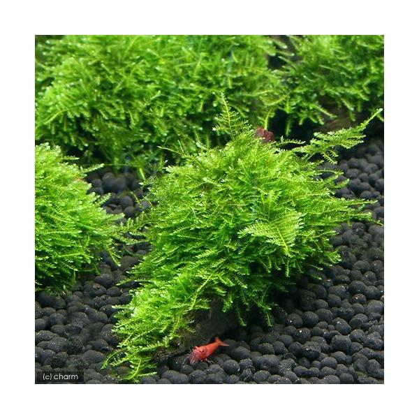 ij琬ρ@ăEB[X@؁@~jTCYiWȉjitji_jiP{j