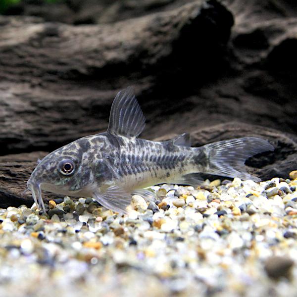 _aqua　熱帯魚・エビ他　コリドラス　ショートノーズ　コリドラス・パレアタス　５匹　ビギナーにオススメ　ビギナー小型向け生体　Ｈｏｐｌｉｓｏｍａ　ｐａｌｅａｔｕｍ　Ｃｏｒｙｄｏｒａｓ　ｐａｌｅａｔｕｓ　青コリ　花コリ　黒コリ　パレアトゥス...