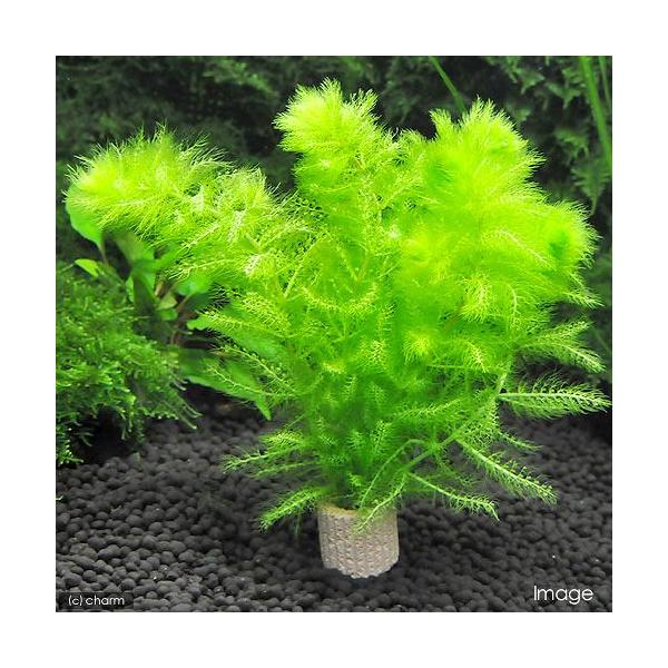 チャーム（ペット） （水草）メダカ・金魚藻 ライフマルチ（茶