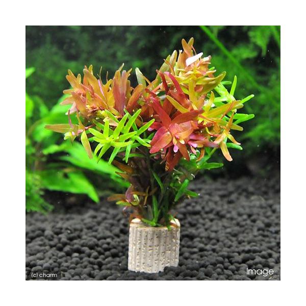 ijCt}`ij^~bNXitji_jiPj