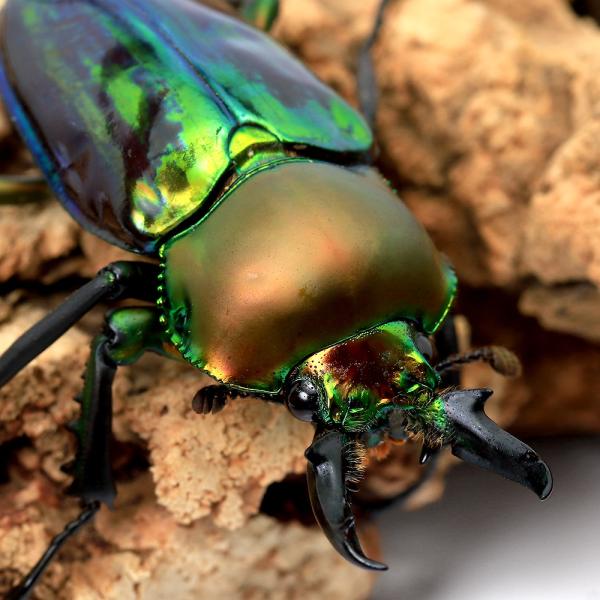 ＰＦ_ＳＰＱ　クワガタ　ニジイロクワガタ　▲クワガタ　色虫　カブト・クワガタ・用品　カブトムシ・クワガタ　外国産クワガタ（幼虫）　▲クワガタ色虫　▲ニジイロクワガタ　▲ニジイロクワガタ“クィーンズランド産”　昆虫　幼虫　nijiiro_12...