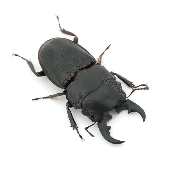 PF_SPQ　nesia_insect　▲クワガタ　カブト・クワガタ・用品　カブトムシ・クワガタ　外国産クワガタ（成虫）　オドントラビス・ネブト　アクミナートゥスネブトクワガタ　y23m04