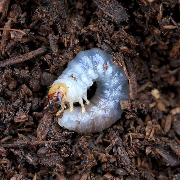 PF_SPQ　昆虫　ミヤマ成虫　自由研究用品　クワガタ　本土産　日本産　国産ミヤマクワガタ　ルカヌス　Lucanus　maculifemoratus　maculifemoratus　ＷＤ　ミヤマクワガタ　20251007　y25m10　20...