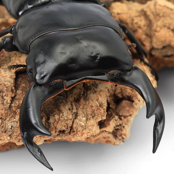 昆虫　クワガタムシ　外国産クワガタムシ　オオクワガタ　アンテ　アンタエウス　基亜種　原名亜種　Dorcus　antaeus　antaeus　20250610　y25m05　2025zenki　2025tuuki　youchi　seitaie...