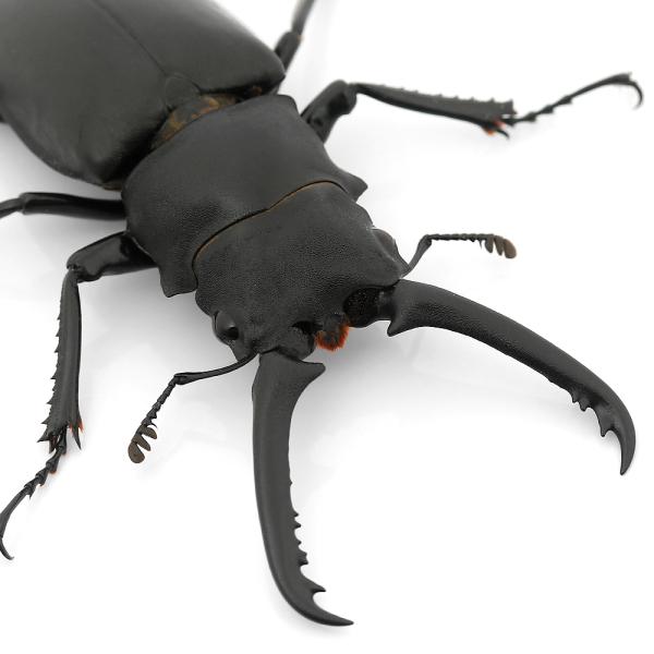 PF_SPQ　nesia_insect　▲クワガタ　外国産ノコギリクワガタ　カブト・クワガタ・用品　カブトムシ・クワガタ　外国産クワガタ　成虫　▲ギラファノコギリクワガタ“ジャワ産”　ＷＤ　faine03　ギラファノコギリ　rinock23...