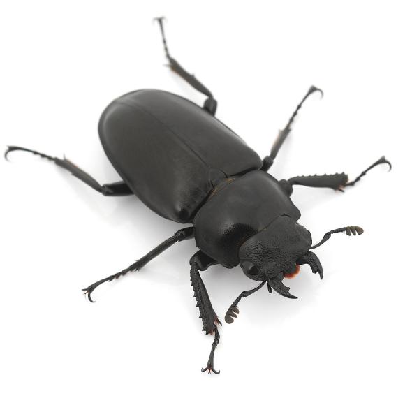 PF_SPQ　nesia_insect　▲クワガタ　外国産ノコギリクワガタ　カブト・クワガタ・用品　カブトムシ・クワガタ　外国産クワガタ　成虫　▲ギラファノコギリクワガタ“ジャワ産”　ＷＤ　faine03　ギラファノコギリ　rinock23...