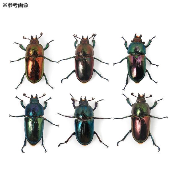 クワガタ　_insect　▲クワガタ　色虫　カブト・クワガタ・用品　カブトムシ・クワガタ　外国産クワガタ　成虫　▲クワガタ色虫　20100608　MK　▲パプアキンイロクワガタ　昆虫　msgos78　Ｂ品　kaijyo　Lamprima