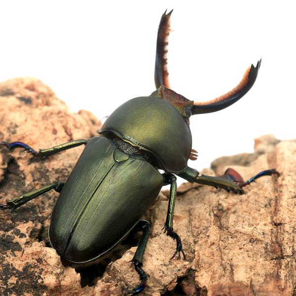 クワガタ　▲クワガタ　色虫　カブト・クワガタ・用品　カブトムシ・クワガタ　外国産クワガタ　成虫　▲クワガタ色虫　hontko12　poole81　fkingp7　insect_database　soy2012_konkuwa　kaijyo　...