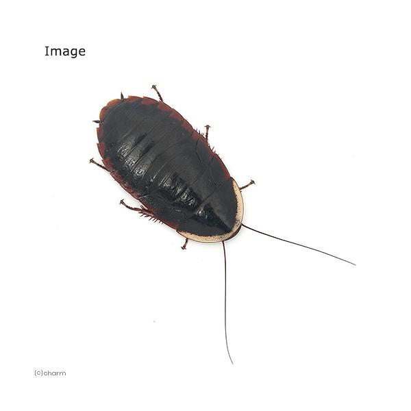 �i�����j�T�c�}�S�L�u�� �c�� �b�a�i�R�C�j ���i�摜1