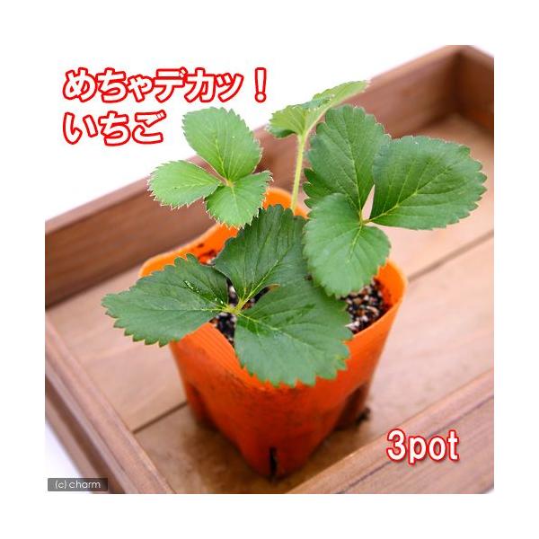 �i�ϗt�A���j�f�������e�@��ؕc�@�C�`�S�@�߂���f�J�b�I�������i�l�G����j�@�R���i�R�|�b�g�j�@�ƒ�؉��@�ʕ��@�t���[�c