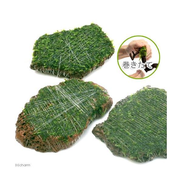 ijā@EB[X@XCXn΁@rTCYitji_jiPj