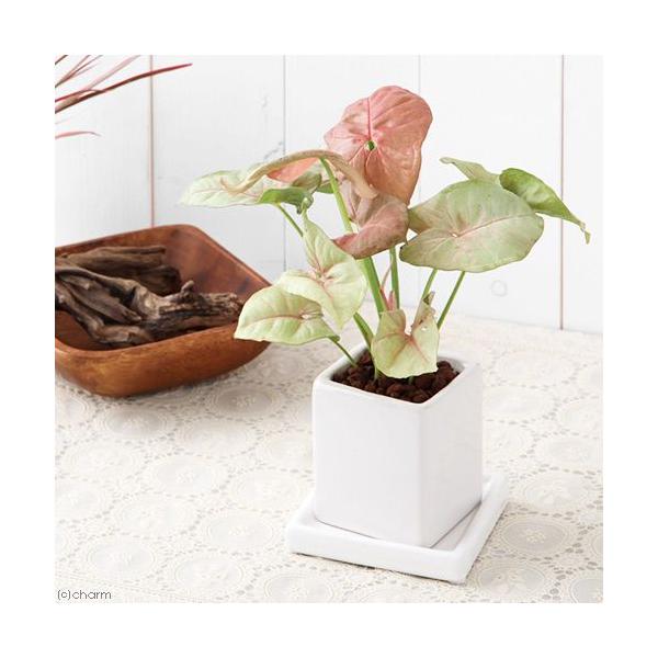 iϗtAj܂ϗtA@픫A@_CXriPj@Mt@ԋʓy@A@@@v[g