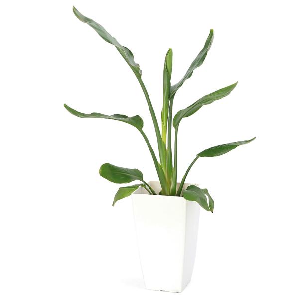 チャーム（charm） （観葉植物）ストレリチア レギネ 6号（1鉢