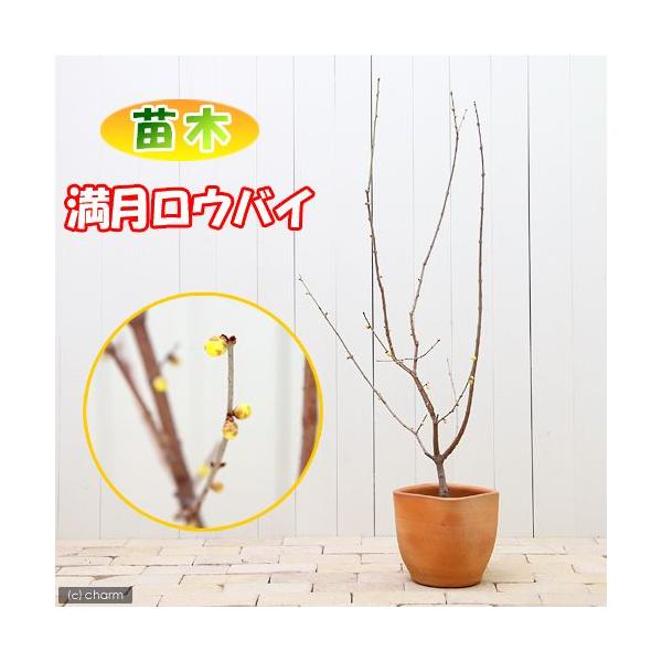 i~́jEoC@EoCiX~j@T`UiP|bgjixԁj