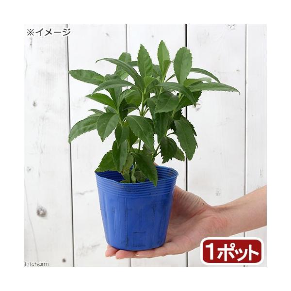 iR쑐j~́@痼@NTTSiXj@@RDTiP|bgj