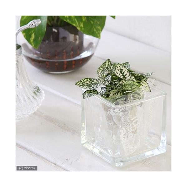 観葉植物)ミニ観葉 オアシス苗 ヒポエステス ホワイト(1苗) :83688:チャーム charm ヤフー店 - 通販 - Yahoo!ショッピング 観葉植物)ミニ観葉 オアシス苗 ヒポエステス ホワイト(1苗) :83688:チャーム charm ヤフー店 - 通販 - Yahoo!ショッピング