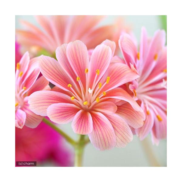 muryotassei_700_799　_gardening　ガーデニング　花　苗　レウイシア　レウィシア　爛漫シリーズ　20110112　ＨＴ　20141127　Y9lnq7rU_bitp　9lnr_OillAw　15bnk1_pd20_...