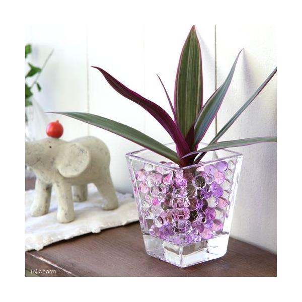 iϗtAj܂IAVXcƃXNGAOXr@p[v~bNXZbg@@@v[g