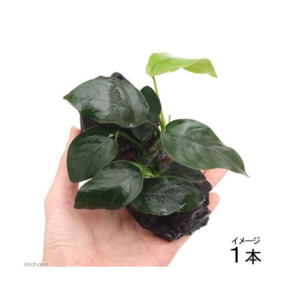 ijAkrAXii@؁@rTCYitjiP{jiPTj