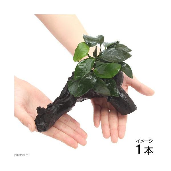 ijAkrAXii@؁@lTCYitjiP{jiQOj