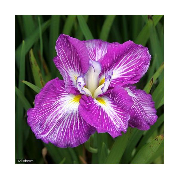 irIg[vjA@ԏҊ@guixjtEjnZgٌZpԁiP|bgjixԁj