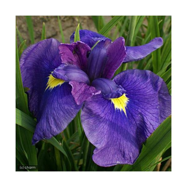 irIg[vjA@ԏҊ@incTLj]ˌn֓FOpԁiP|bgjixԁj