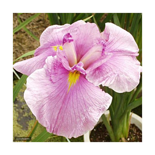 irIg[vjA@ԏҊ@iKX~j]ˌnZOpԁiP|bgjixԁj