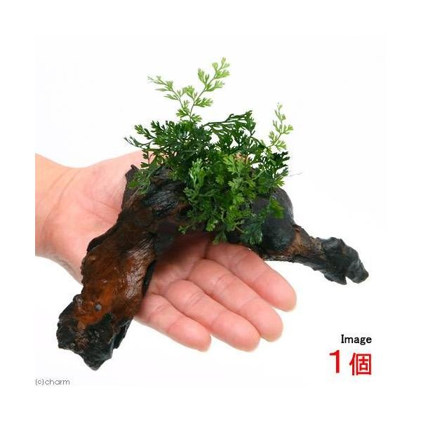 ieEj{reBXDxr[[t@؁@rTCYiPTjitjiP{j@kCEBq֗vۉ